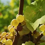 Apartment Weingut Caspari, Familie Eggert *