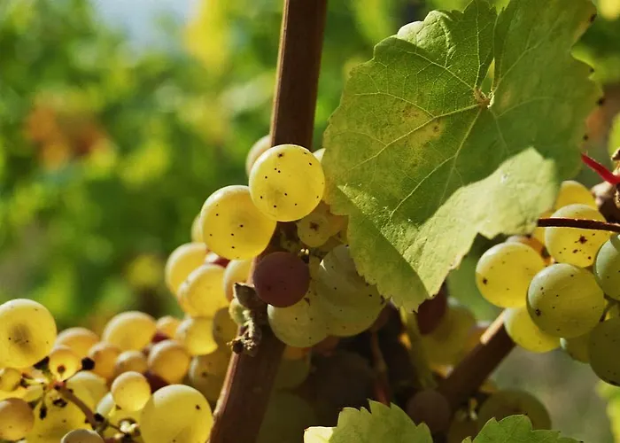 Apartamento Weingut Caspari, Familie Eggert *